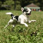 dog08.gif